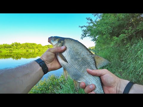 Видео: ОБЕДЕННЫЙ ЖОР ЛЕЩА! Поклевки ВЛЁТ. С фидером на ДНЕПРЕ.