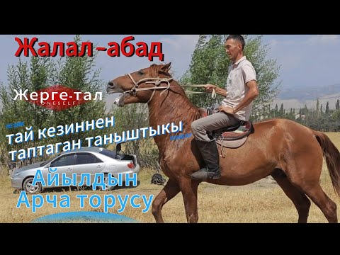 Видео: Арча тору