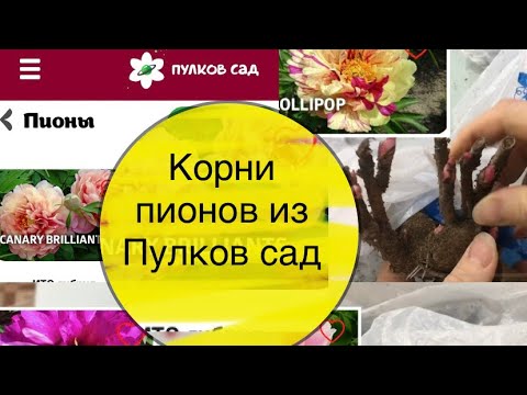 Видео: Корни пионов из Пулков сад