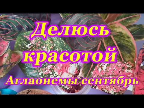 Видео: Делюсь красотой.Аглаонемы сентябрь 2025.