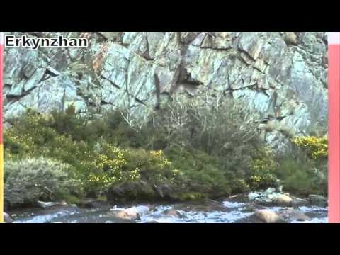 Видео: Дэлуун