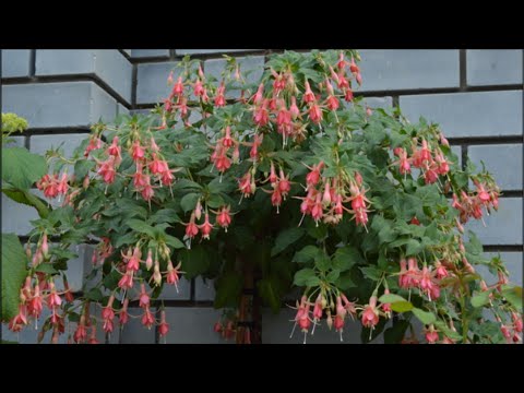 Видео: ФУКСИЕВЫ ДЕРЕВЬЯ ВЫСАЖИВАЮ В ЦВЕТНИК