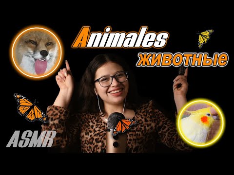 Видео: ACMP 🐾 животные на РУССКОМ и ИСПАНСКОМ 🐾💖 || Что твое любимое?🦊 || VIVI ASMR
