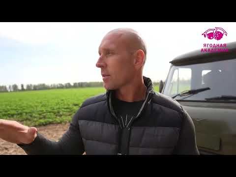 Видео: Организация полива и питания ягодных насаждений в открытом грунте
