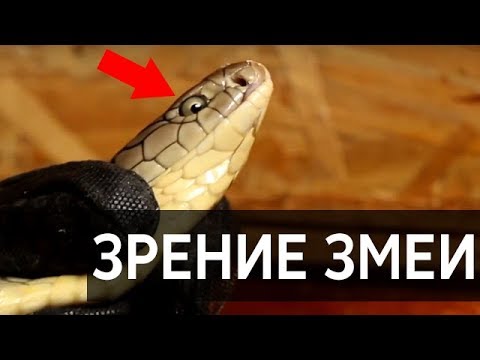 Видео: ЗРЕНИЕ ЗМЕИ / Как змея видит? / Последнее видео Арслана Валеева