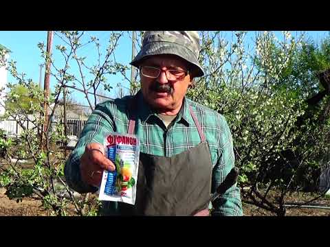 Видео: Защита плодовых деревьев от вредителей и болезней: не упустите время!!