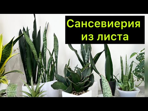 Видео: Результаты размножения Сансевиерий листом/ Сансевиерия из листа/ #сансевиерия ￼#sansevieria