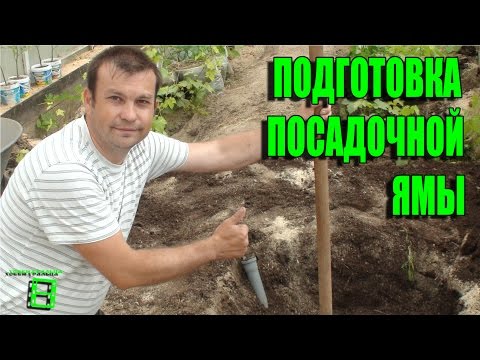 Видео: Подготовка посадочной ямы для винограда. Северный виноградник с "0"