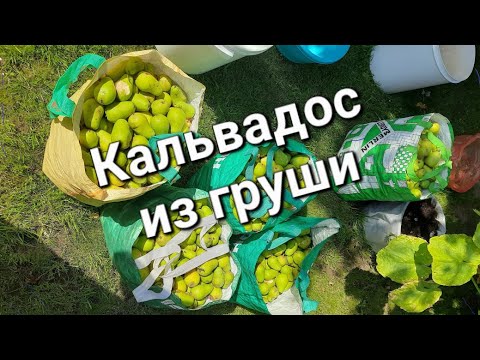 Видео: Кальвадос из груши