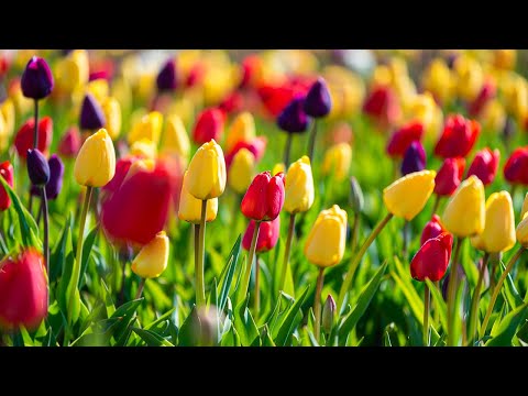 Видео: Музыка для души 🌿 Нежная лечебная музыка здоровья и для успокоения нервной системы #23