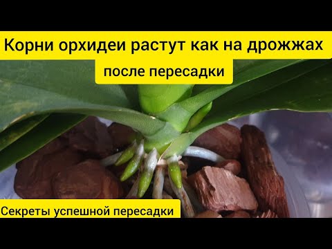 Видео: Корни орхидеи растут быстро и много || Правильная пересадка и подкормка орхидей