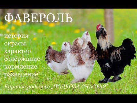Видео: Куры породы ФАВЕРОЛЬ. Все о породе для начинающих