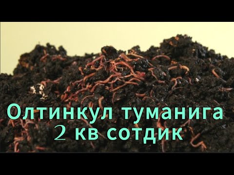 Видео: ОЛТИНКУЛ ТУМАНИГА 2 КВ КАЛИФОРНИЯ ЧУВАЛЧАНГЛАРИНИ ЕТКАЗИБ БЕРДИК