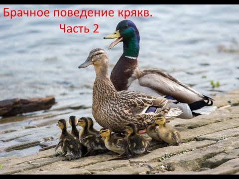 Видео: Брачное поведение крякв.  Часть 2