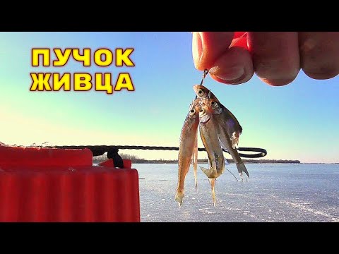 Видео: ПУЧОК ЖИВЦА В ДЕЙСТВИИ! Подводная съемка. Зимняя рыбалка на жерлицы