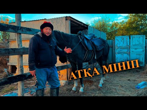 Видео: Атымды ертеп, ақбақай айғырымды қарап келуге шықтым