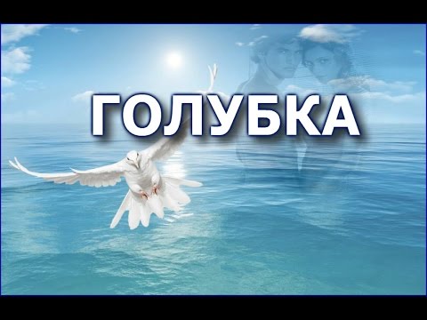 Видео: Голубка. Ренат Ибрагимов. О, голубка моя, как тебя я люблю