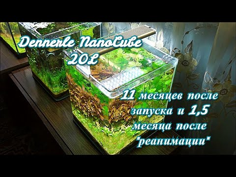Видео: #Dennerle_NanoCube_20L 11 месяцев после запуска и 1,5 после "реанимации".