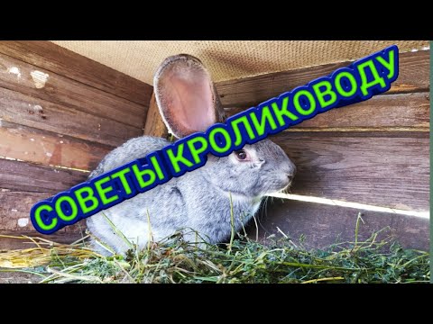 Видео: Советы Начинающему КРОЛИКОВОДУ //Жизнь в деревне !!!