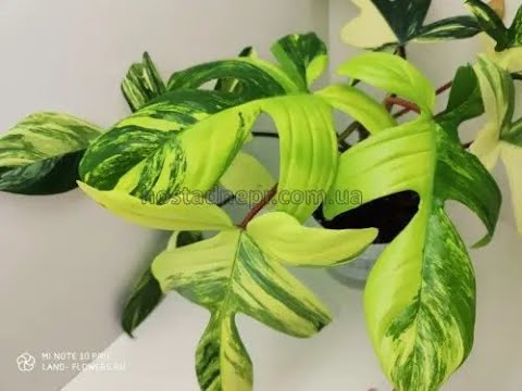 Видео: #philodendron #філодендрон Magic Mask