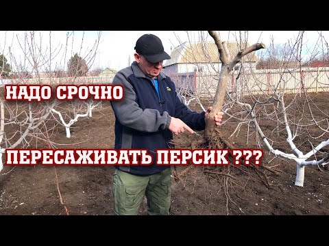 Видео: Надо СРОЧНО пересаживать ПЕРСИК???