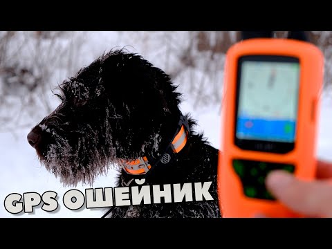 Видео: Обзор и распаковка. GPS Ошейник ARTELV TRACKER SOLO для городских и охотничьих собак. Моё мнение🧐