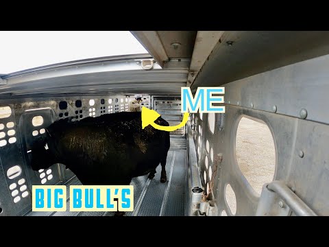 Видео: Крупные быки, высокие голштинские коровы и некоторые мясные коровы. Загрузка скота, Эпизод 41
