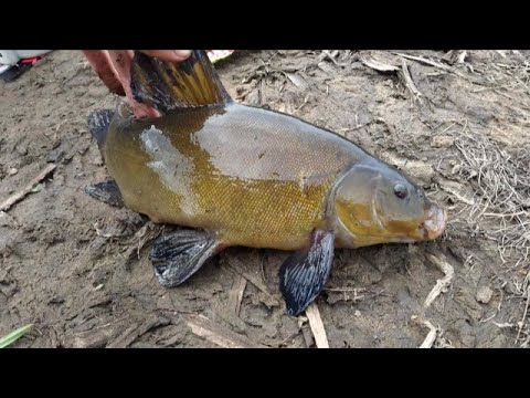 Видео: КАК поймать НАГЛОГО ЛИНЯ ?!!! ЛИНЬ на УДОЧКУ с ПОПЛАВКОМ в ТРАВЕ. Рыбалка с НОЧЁВКОЙ .