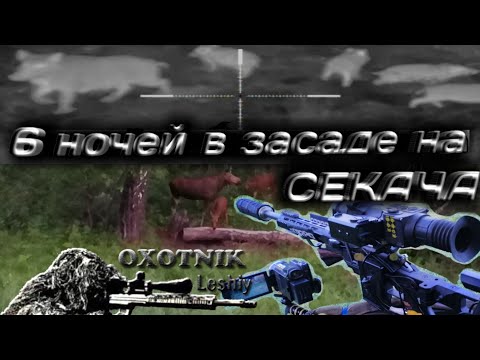 Видео: Охота на Кабана. Огромное скопление зверей на поле!
