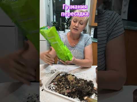 Видео: Гузмания пересадка , отделение от материнского растения. 