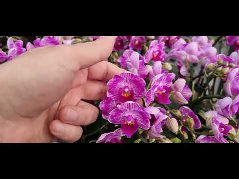 Видео: ОрхоРай в гостях у Miki orchids. 2022 .