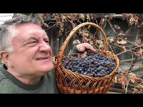 Видео: Выращиваем запрещенный виноград!