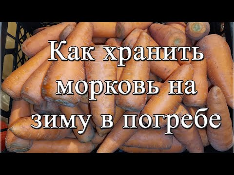Видео: Как хранить морковь на зиму в погребе? Хранение морковки до следующего урожая!