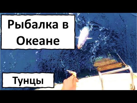 Видео: Рыбалка в океане. Тунцы. Посреди Тихого.