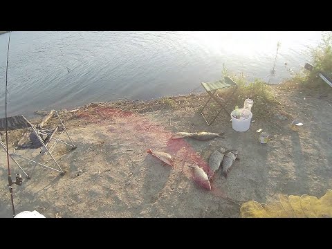 Видео: Язовир порой пълен живарник шарани!