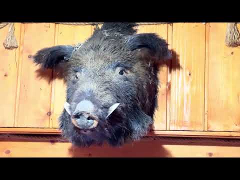 Видео: Лайка Урза! Чекаємо потомство!