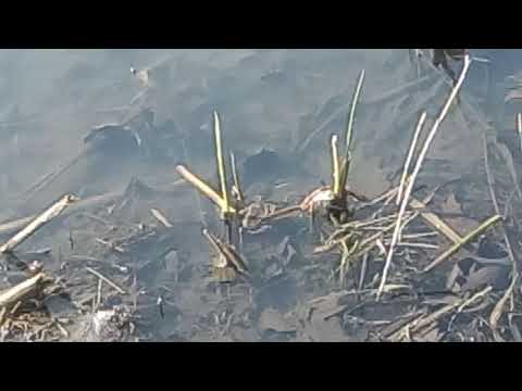 Видео: Велика жаба плаває
