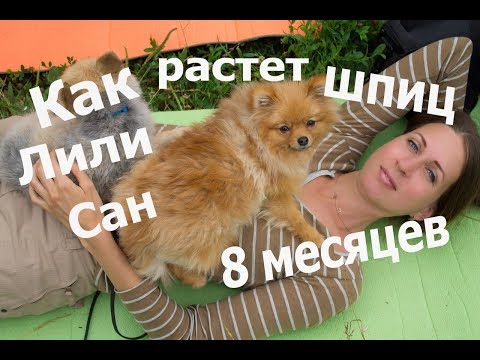 Видео: Как растет шпиц Лили Сан, 8 месяцев (Дневник)