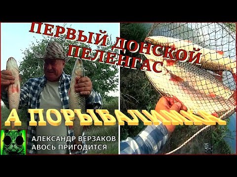 Видео: А порыбалимка. Первый донской пеленгас.