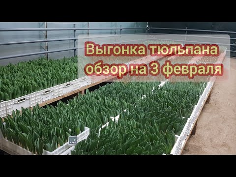 Видео: Выгонка тюльпана к 8 марта обзор на 3-е февраля