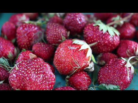 Видео: Как сделать домашний  уксус из клубники? Часть 2