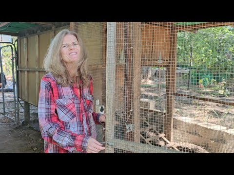 Видео: Птенчик пропал. Part 2. Ищем птенчика. Переселяемся. Сажаем розу.