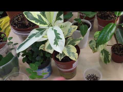 Видео: Фикусы обзор Новинок, обрезка и укоренение. 1 часть
