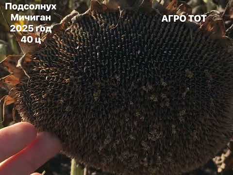 Видео: Подсолнечник Мичиган обзор 2025 год 40 центнер с га АГРО ТОТ 