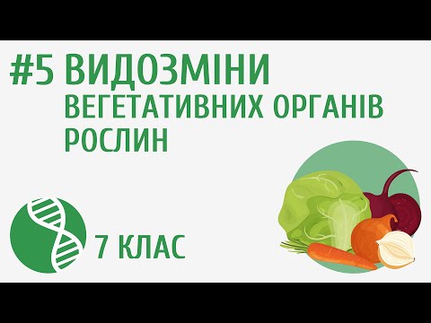 Видео: Видозміни вегетативних органів рослин #5