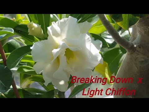 Видео: Прогулка по Адениумам. Новый сеянец! Пересадка Малинки