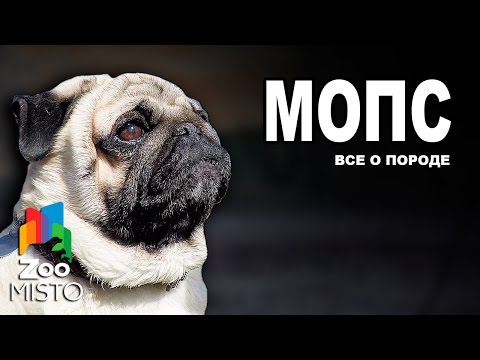 Видео: Мопс - Все о породе собаки | Собака породы Мопс