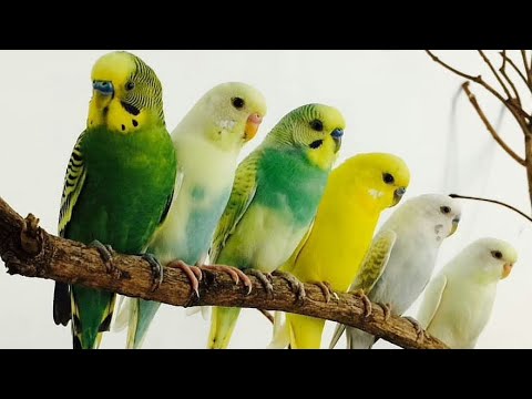 Видео: полный час звука волнистого попугайчика