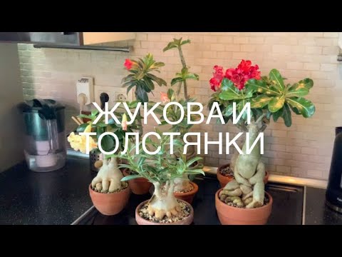 Видео: Прививка адениумов сортовыми черенками. Способ флат.