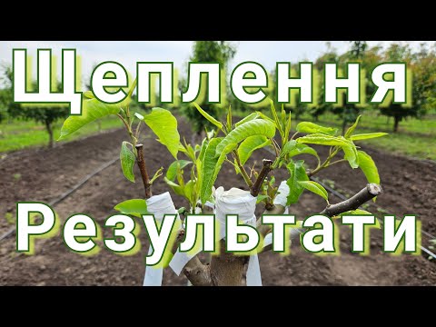 Видео: А Ви так само робите? Щеплення дерев в квітні.